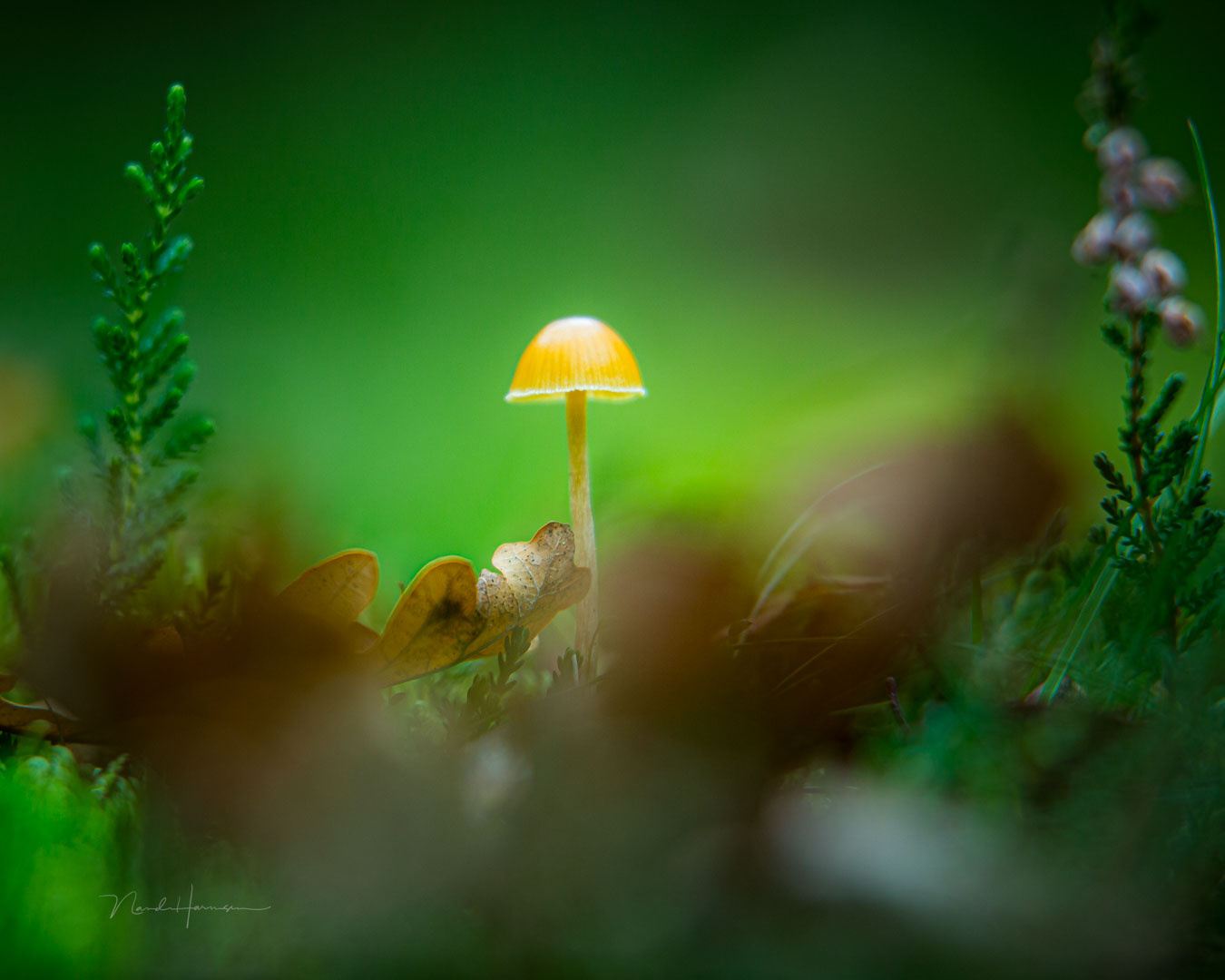 Jasne makroobiektywy umożliwiają fotografowanie najmniejszych detali świata roślin i owadów w naturze