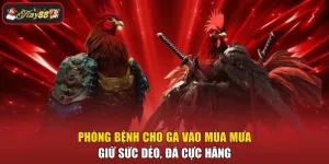 Phòng Bệnh Cho Gà Vào Mùa Mưa - Giữ Sức Dẻo, Đá Cực Hăng
