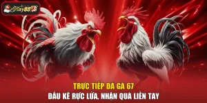 Trực Tiếp Đá Gà 67 - Đấu Kê Rực Lửa, Nhận Quà Liền Tay